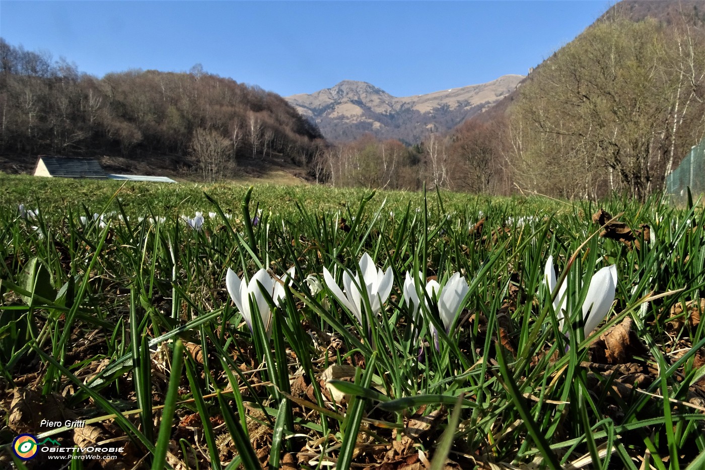 48 Ai pascoli della Vaccareggia con vista in Sodadura dai crocus.JPG